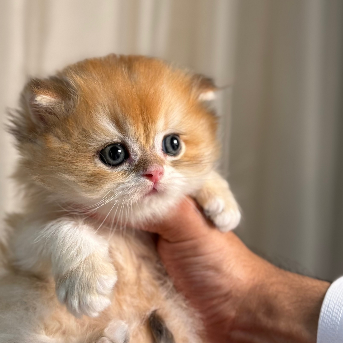 Oscar - British Longhair - Male