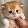 Oscar - British Longhair - Male