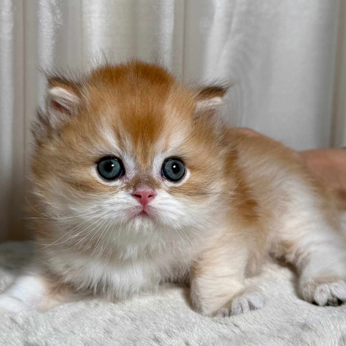 Oscar - British Longhair - Male