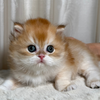 Oscar - British Longhair - Male
