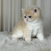 Luna - British Shorthair - Female
