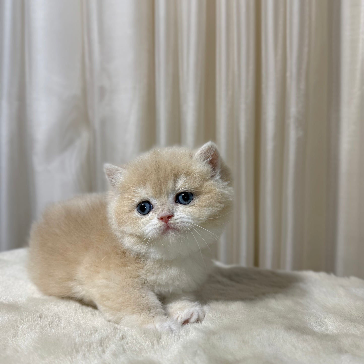 Luna - British Shorthair - Female