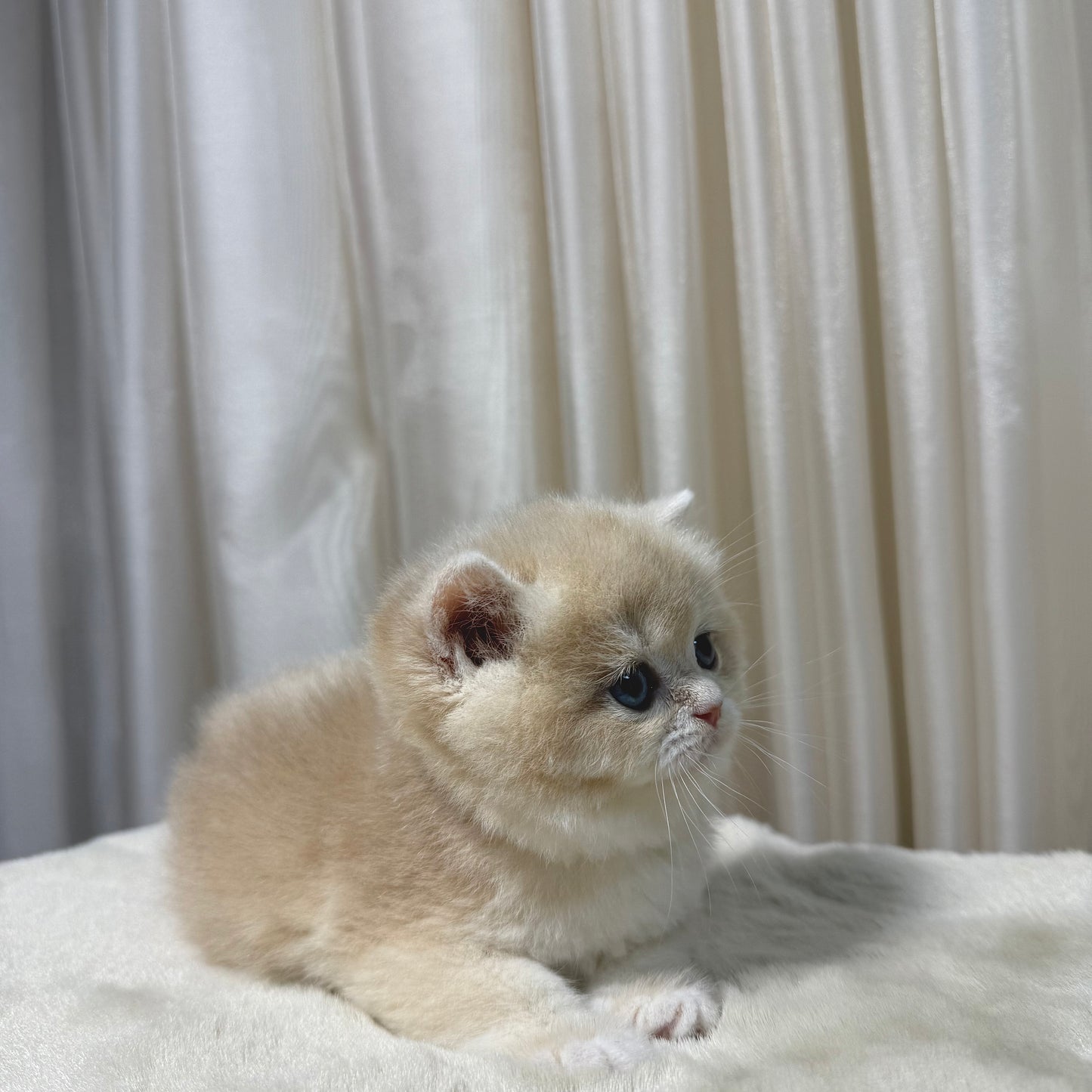 Luna - British Shorthair - Female
