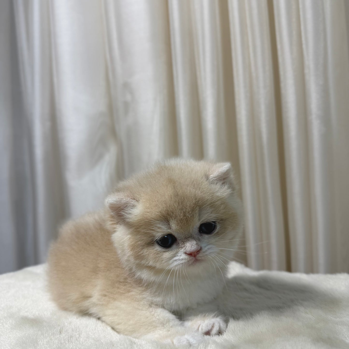 Luna - British Shorthair - Female