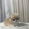 Luna - British Shorthair - Female