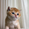 Hunter - British Shorthair - Male