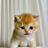 Hunter - British Shorthair - Male