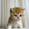 Hunter - British Shorthair - Male