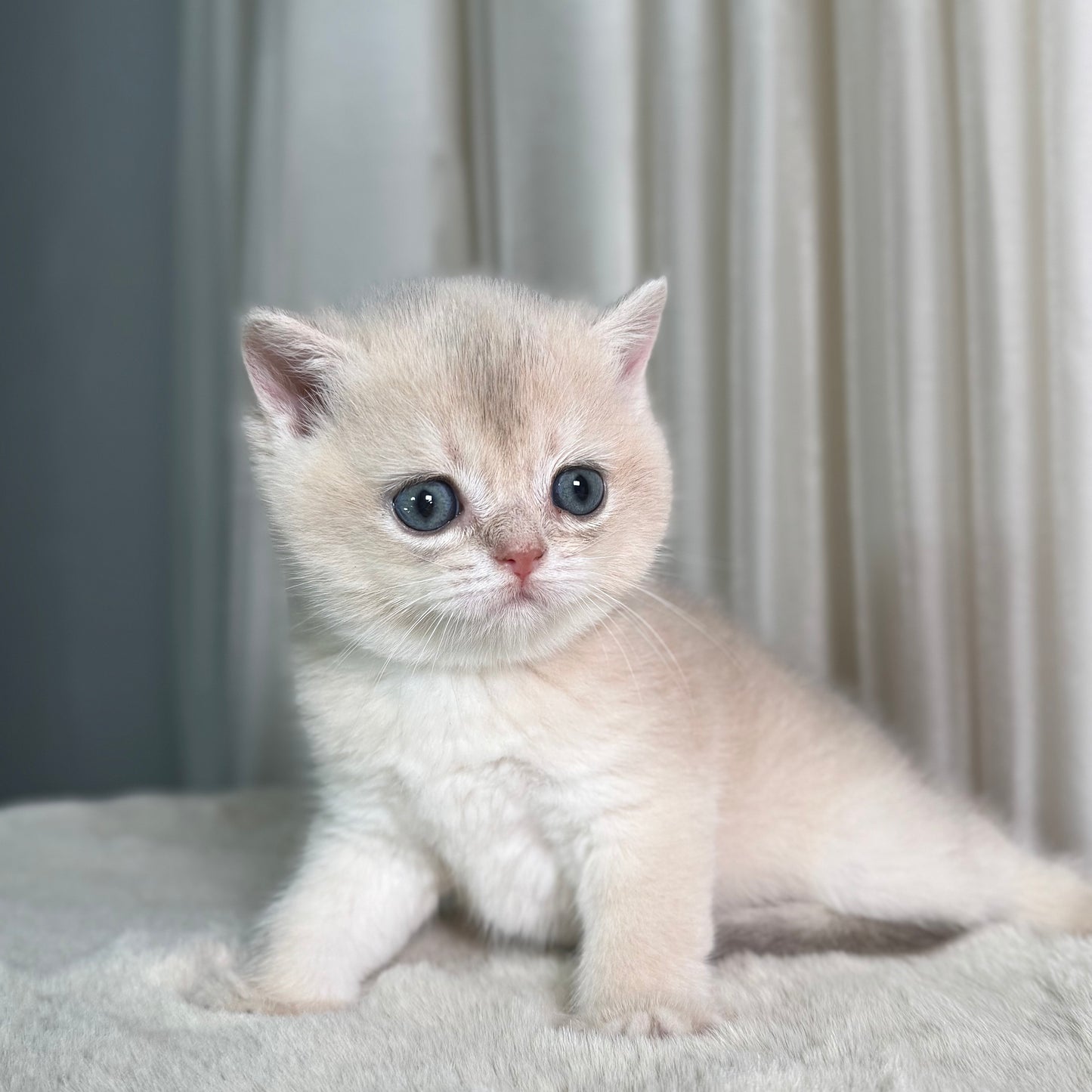 Lucy - British Shorthair - Female