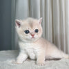 Lucy - British Shorthair - Female