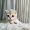 Lucy - British Shorthair - Female