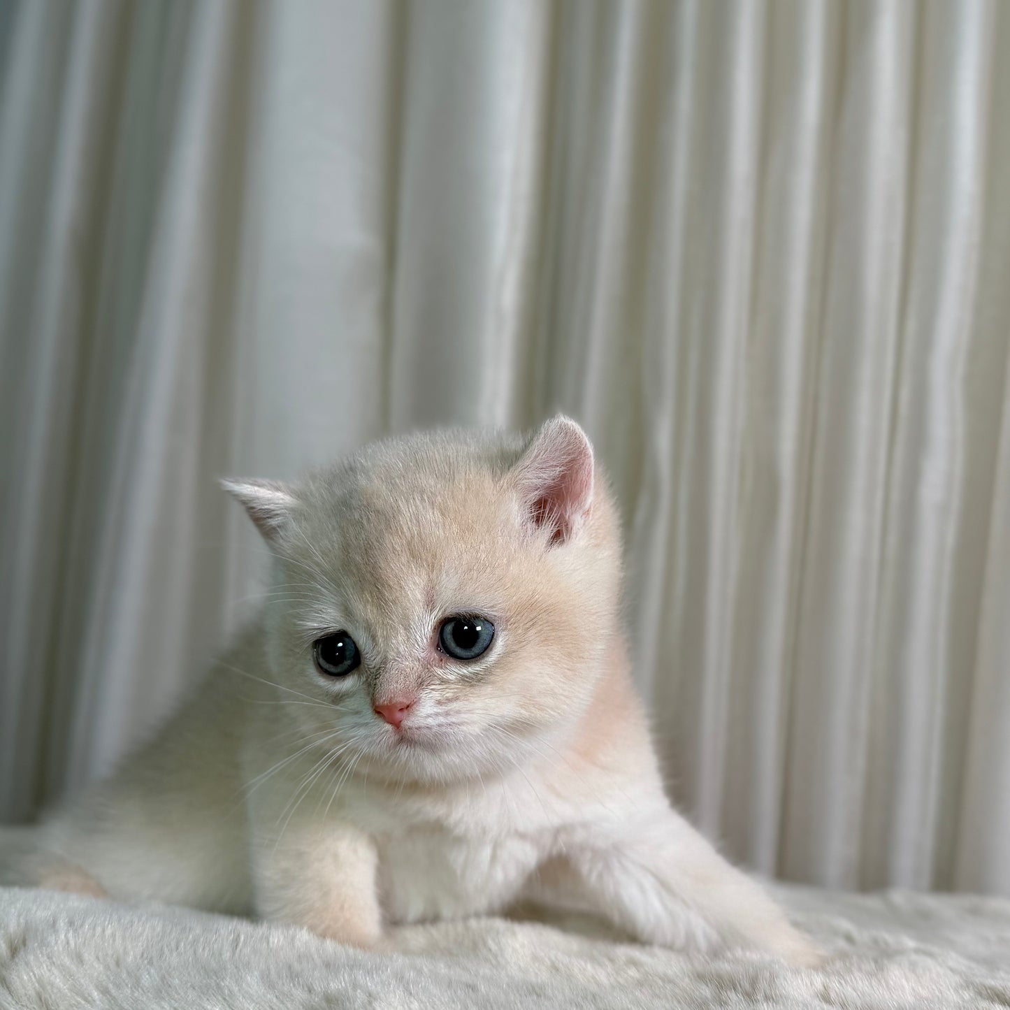 Lucy - British Shorthair - Female