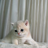 Lucy - British Shorthair - Female