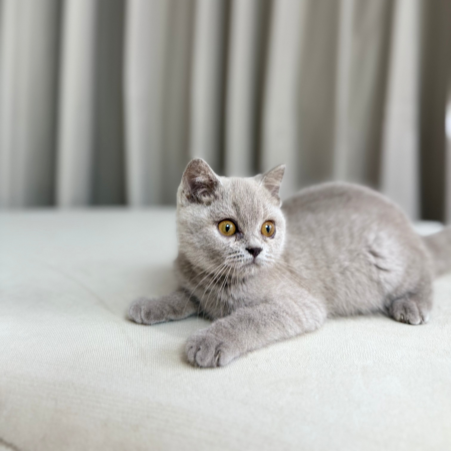 Bella - Scottish Shorthair - Female