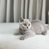 Bella - Scottish Shorthair - Female