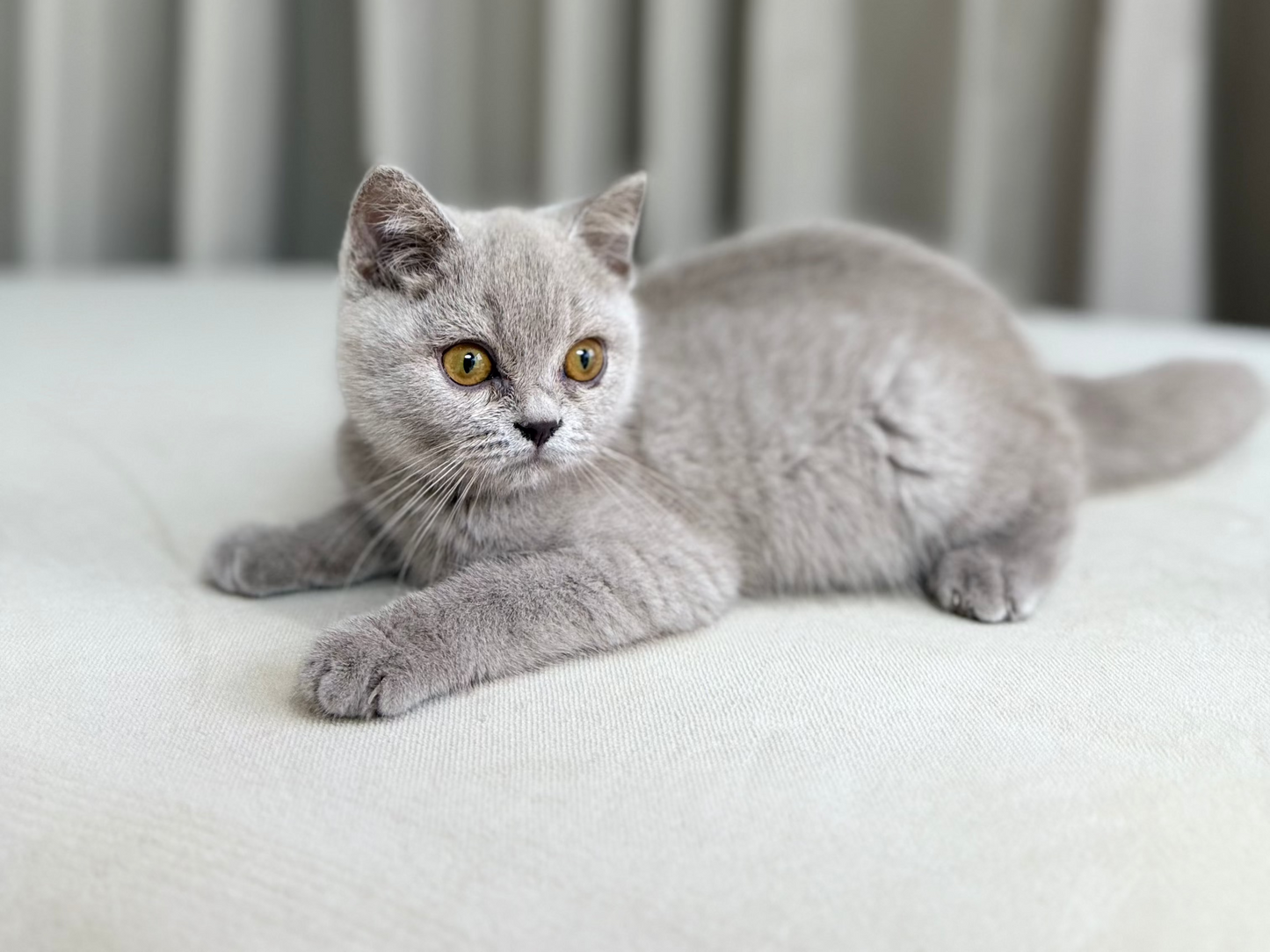 Bella - Scottish Shorthair - Female