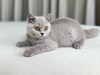 Bella - Scottish Shorthair - Female