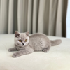 Bella - Scottish Shorthair - Female