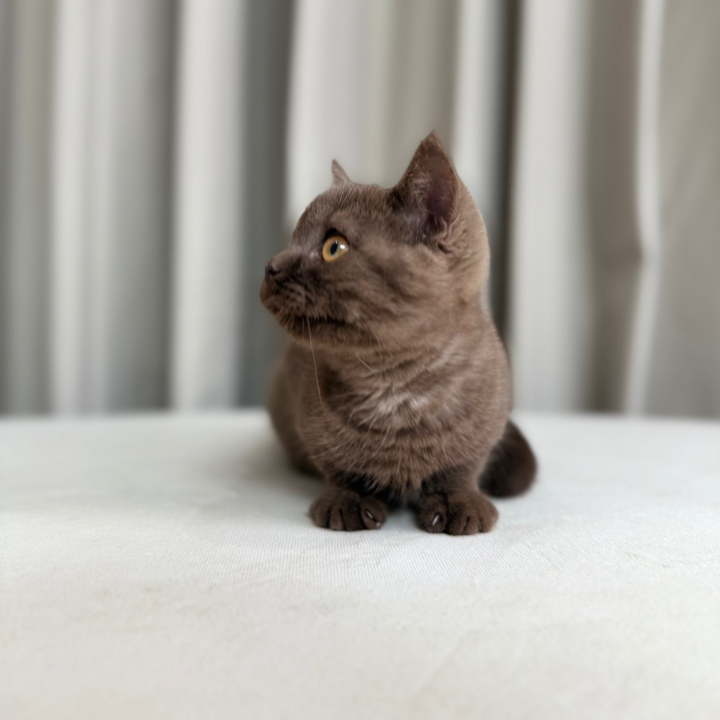 Maple - Scottish Shorthair - Female