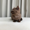 Maple - Scottish Shorthair - Female