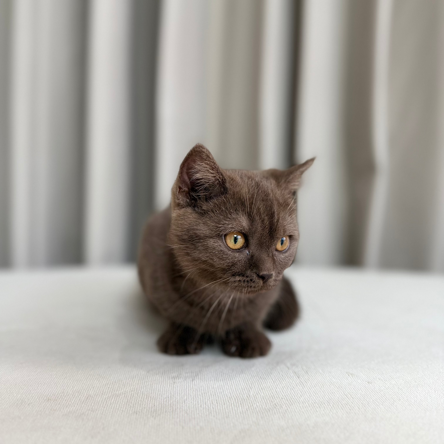 Maple - Scottish Shorthair - Female