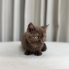 Maple - Scottish Shorthair - Female