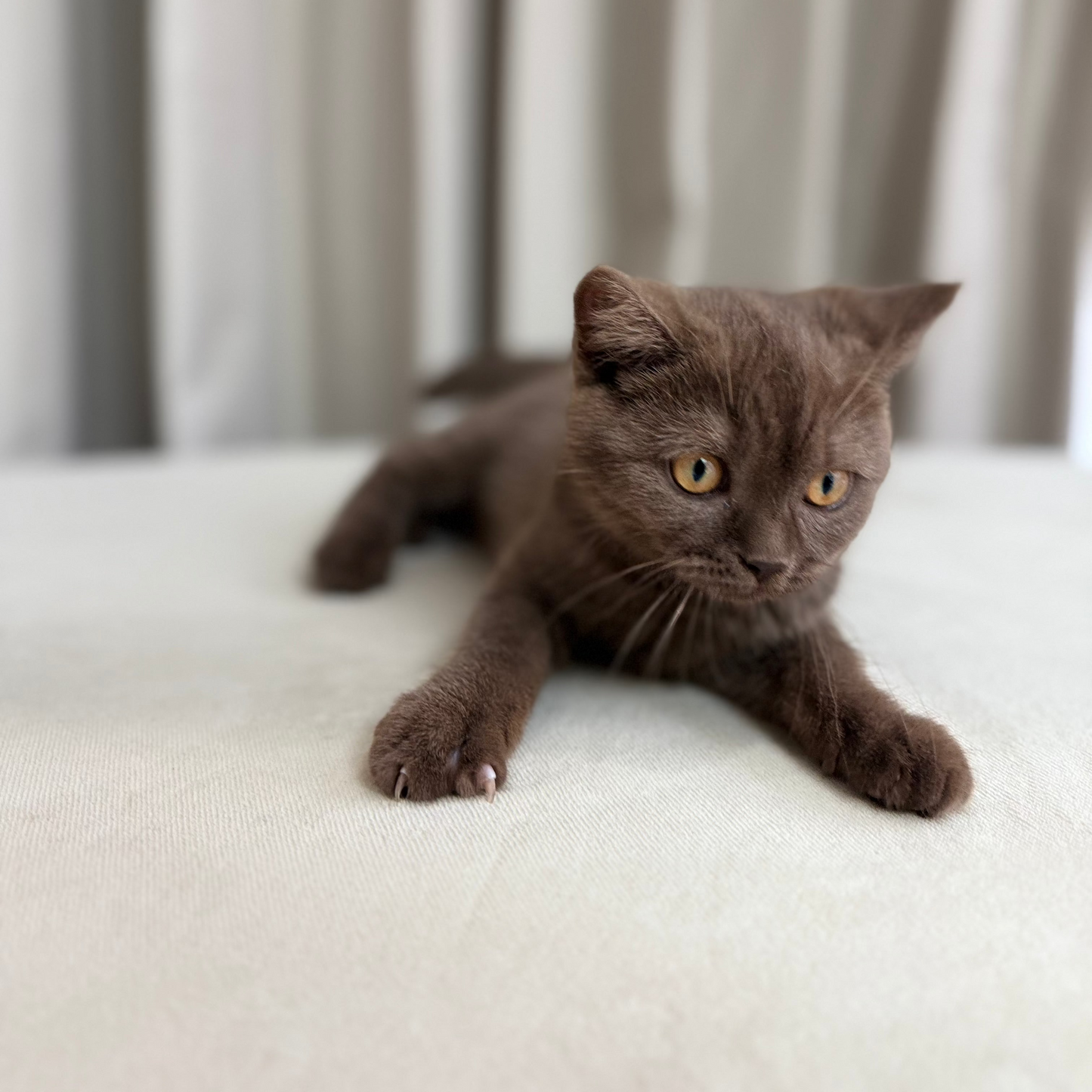 Maple - Scottish Shorthair - Female
