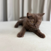 Maple - Scottish Shorthair - Female