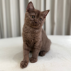 Twix - Scottish Shorthair - Male