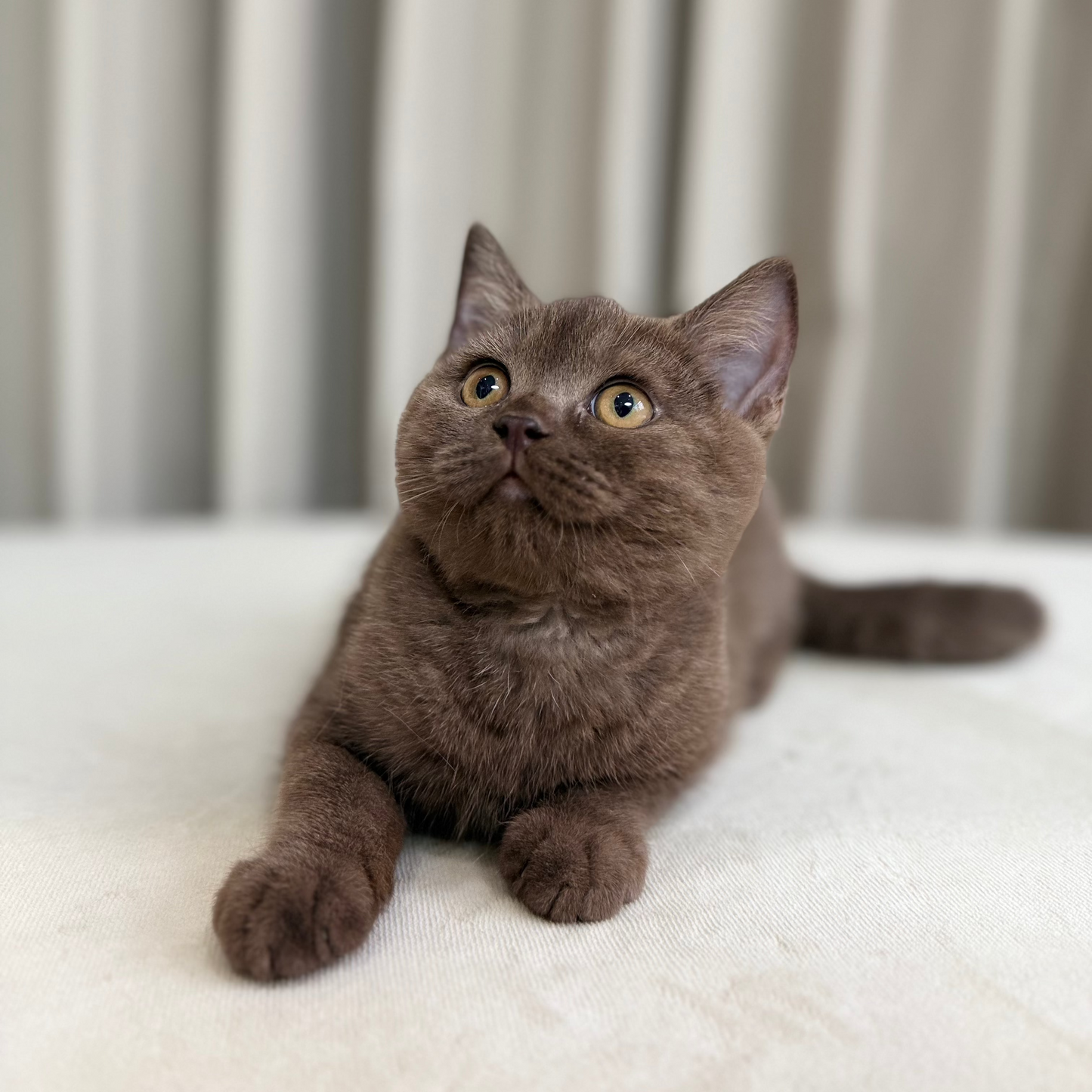 Twix - Scottish Shorthair - Male