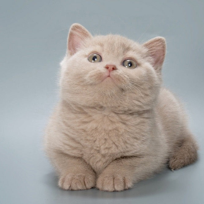 Biscuit - British Shorthair - Male