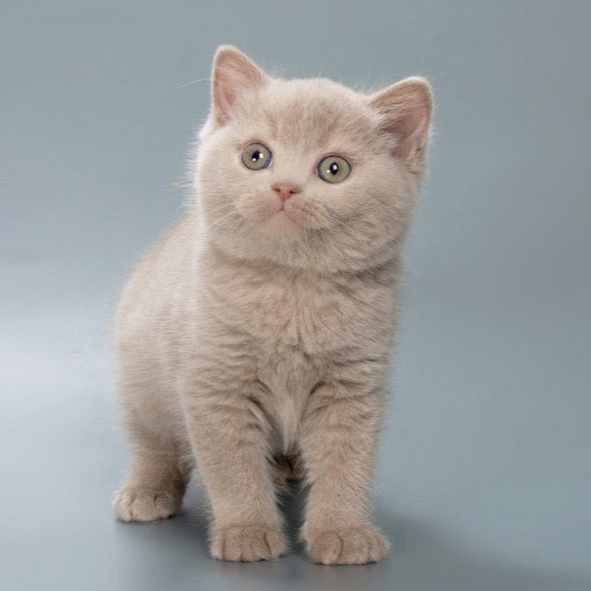 Biscuit - British Shorthair - Male