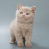 Biscuit - British Shorthair - Male
