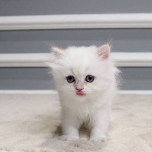 Tulip - British Longhair - Female