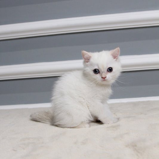 Pearl - British Shorthair - Female