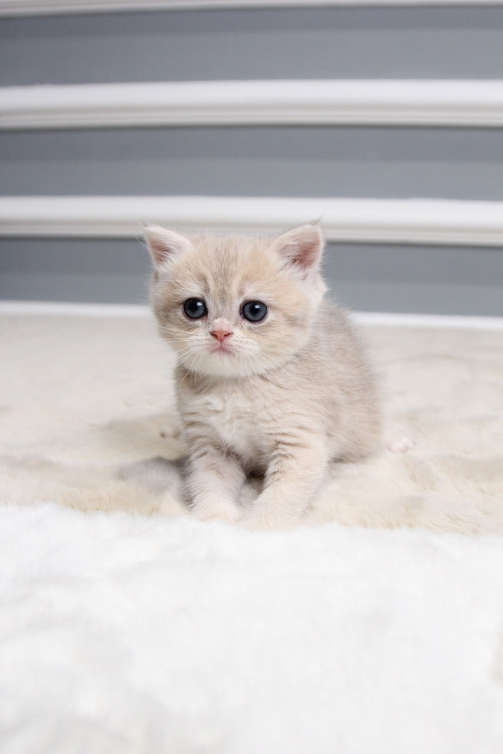 Sugar - British Shorthair - Female