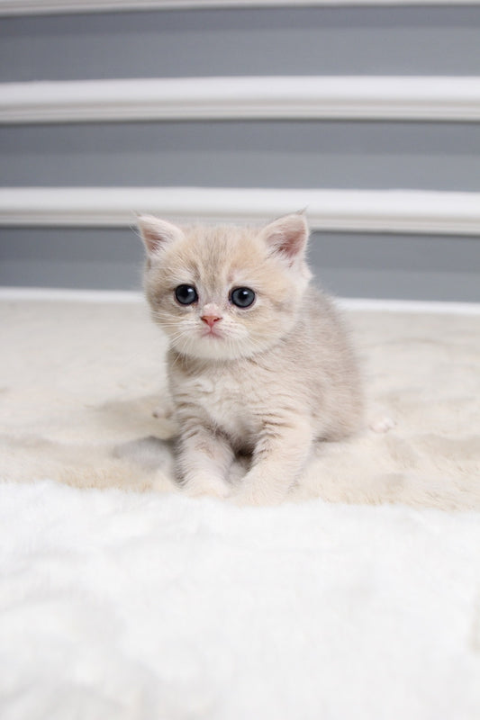 Sugar - British Shorthair - Female