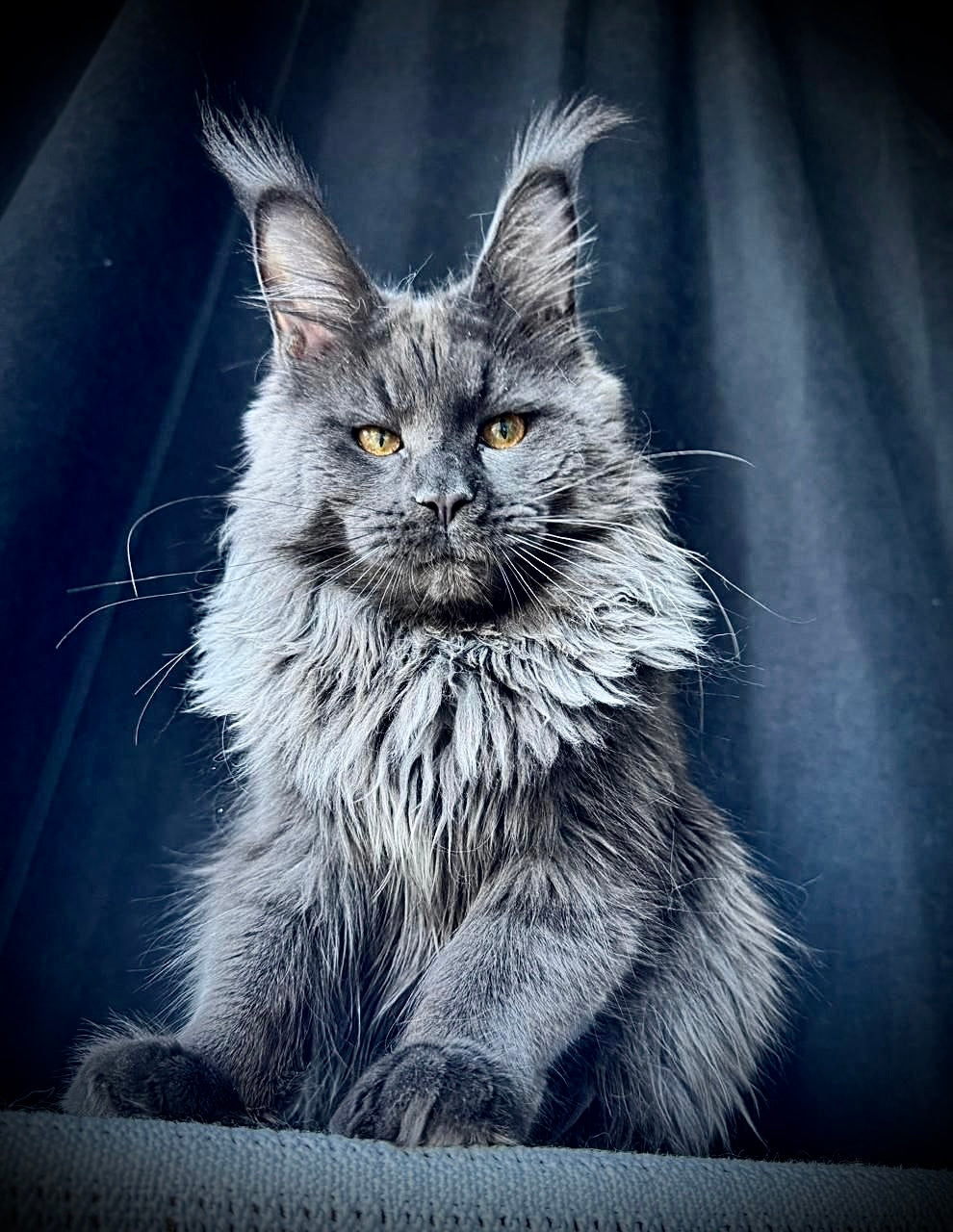 Shadow - Maine Coon - Male