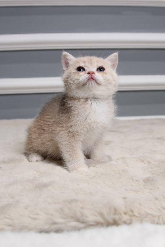 Star - British Shorthair - Female