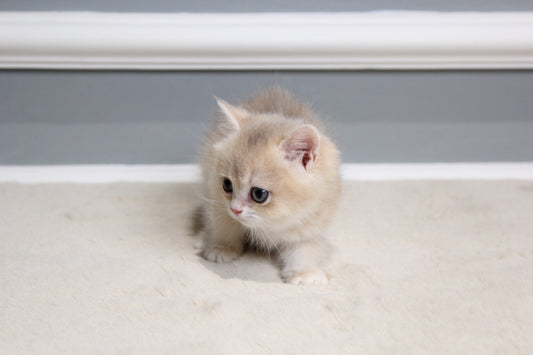 Milo - British Shorthair - Male