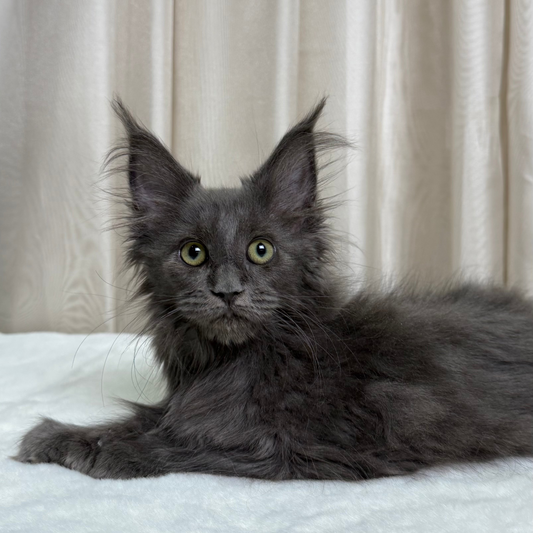 Stormy- Polydactyl Maine Coon- Female