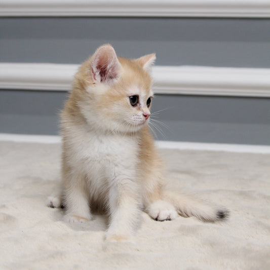 Arthur - British Shorthair - Male