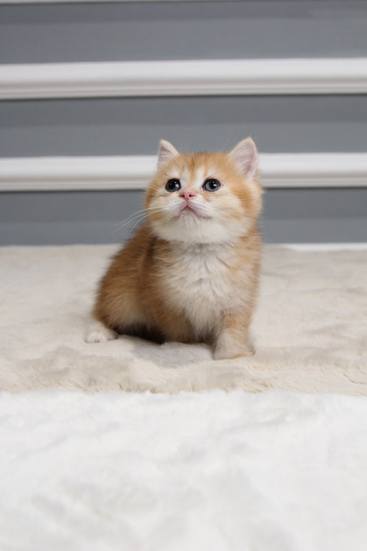 Amber - British Shorthair - Female