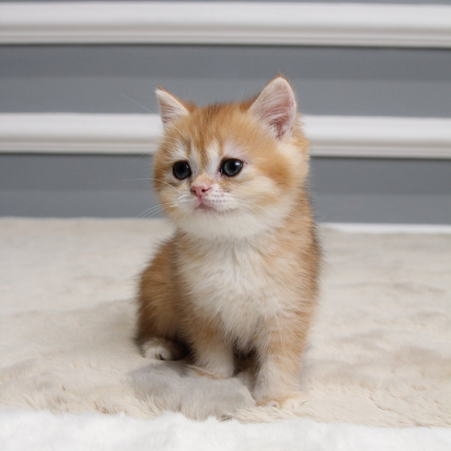 Amber - British Shorthair - Female