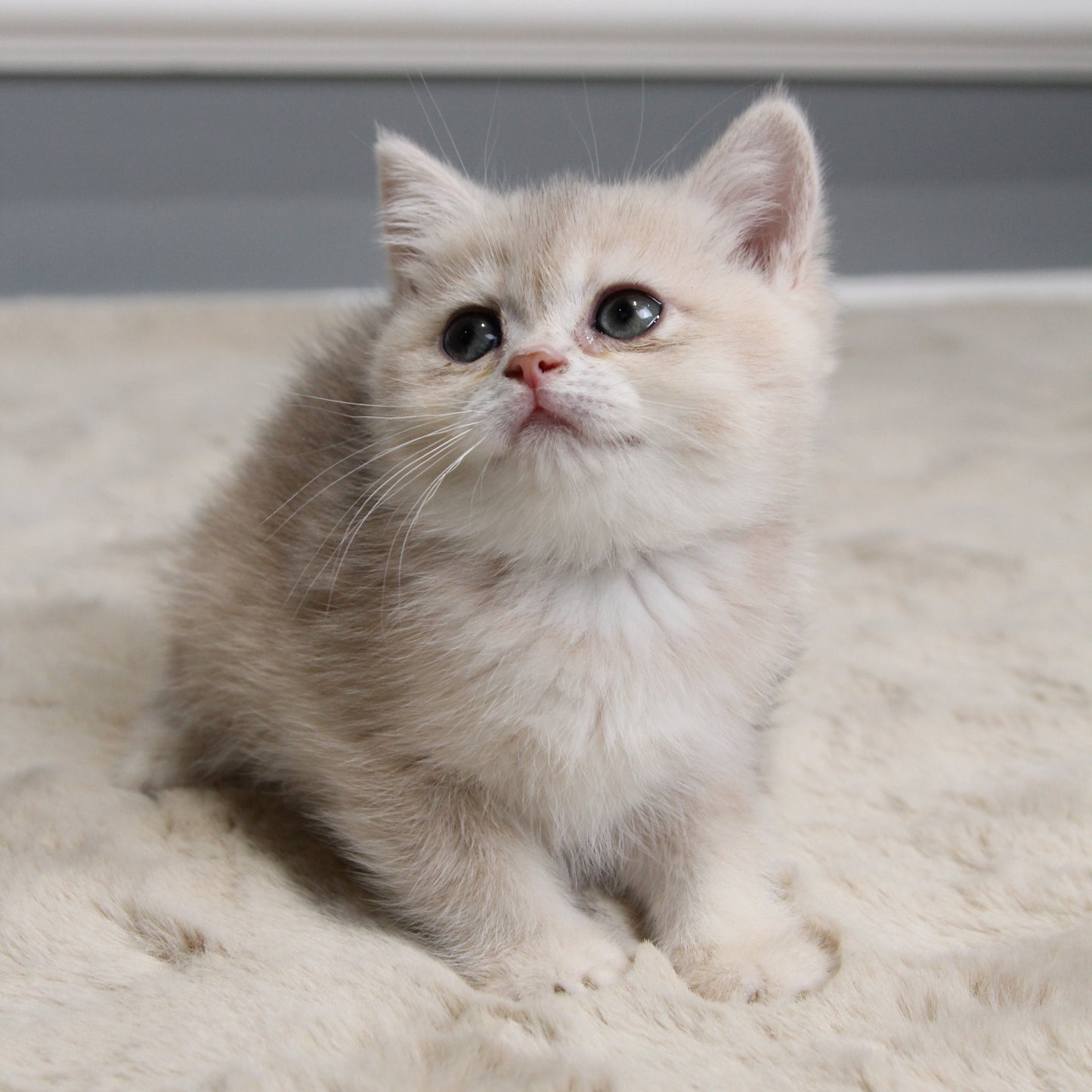 Molly - British Shorthair - Female