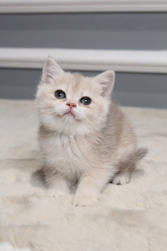 Molly - British Shorthair - Female